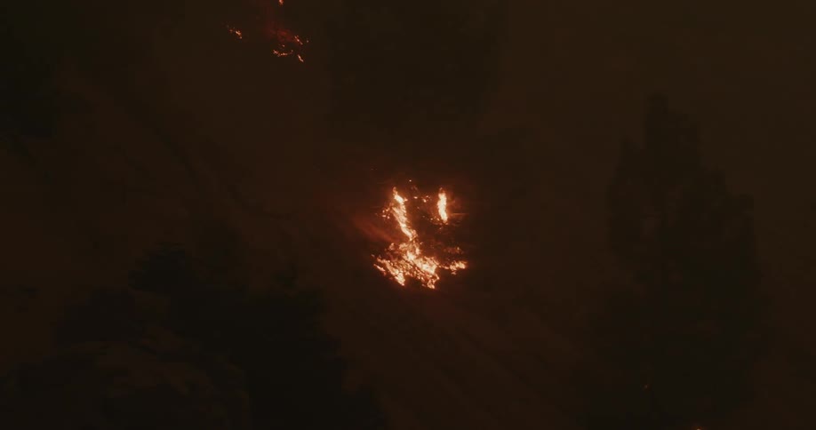 The forest is burning and filled with smoke