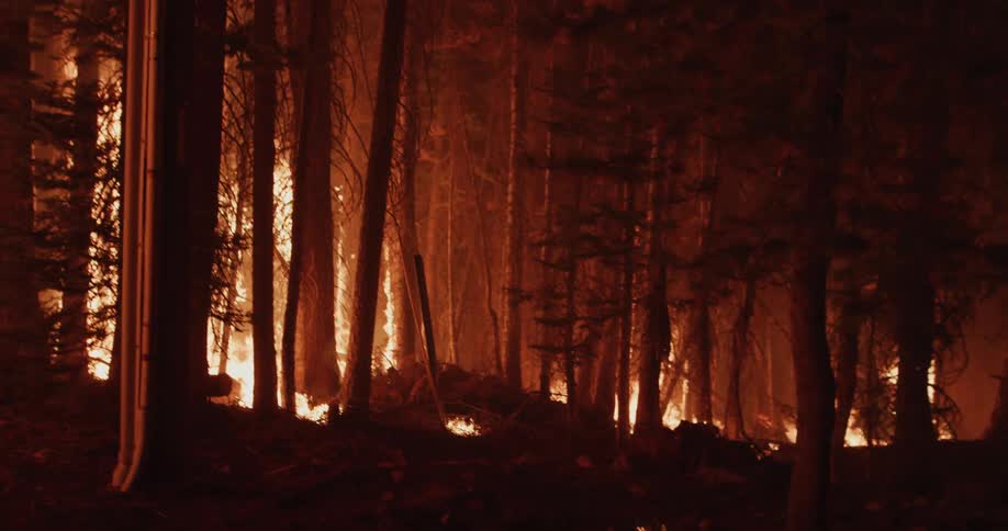 Flames burning in a forest fire at night