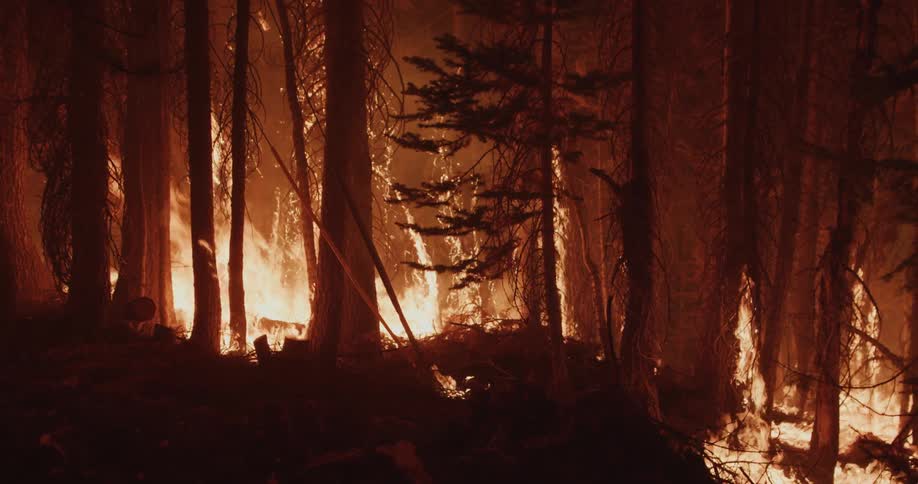 Flames grow taller as a fire destroys a forest