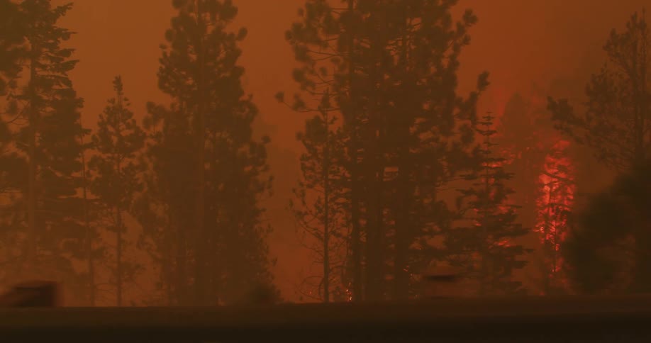 The forest is engulfed in flames