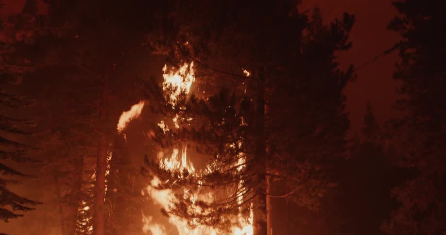 Flames shoot up a tree burning in the woods