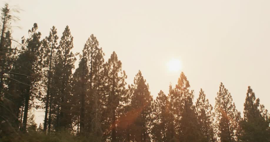 Sunlight filters through the pine tree tops on a forest near a rural road