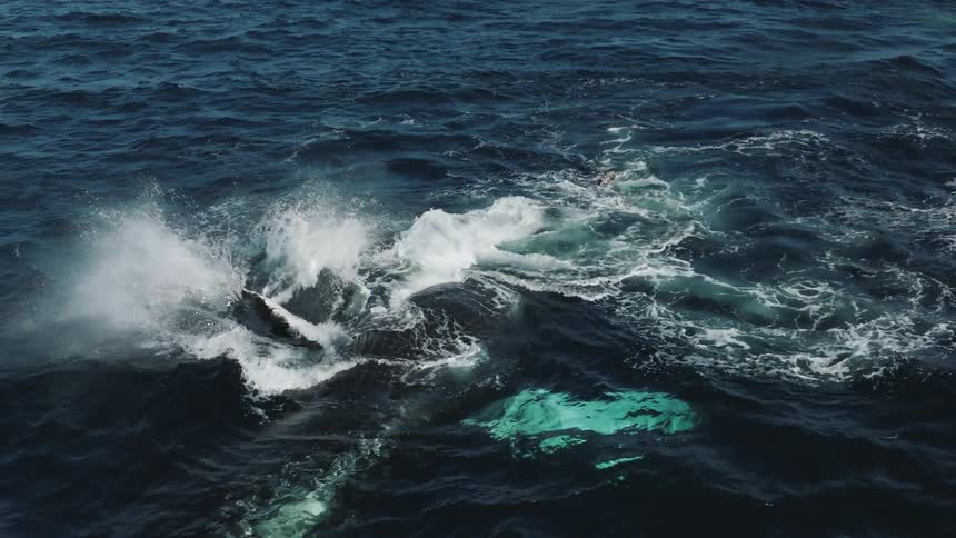 A whale splashing its fin in the ocean