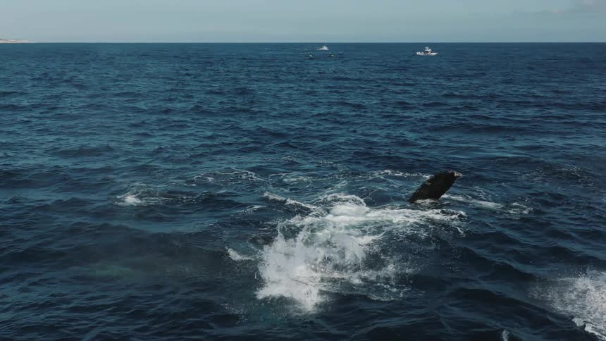 A large whale splashing its fin down into the ocean