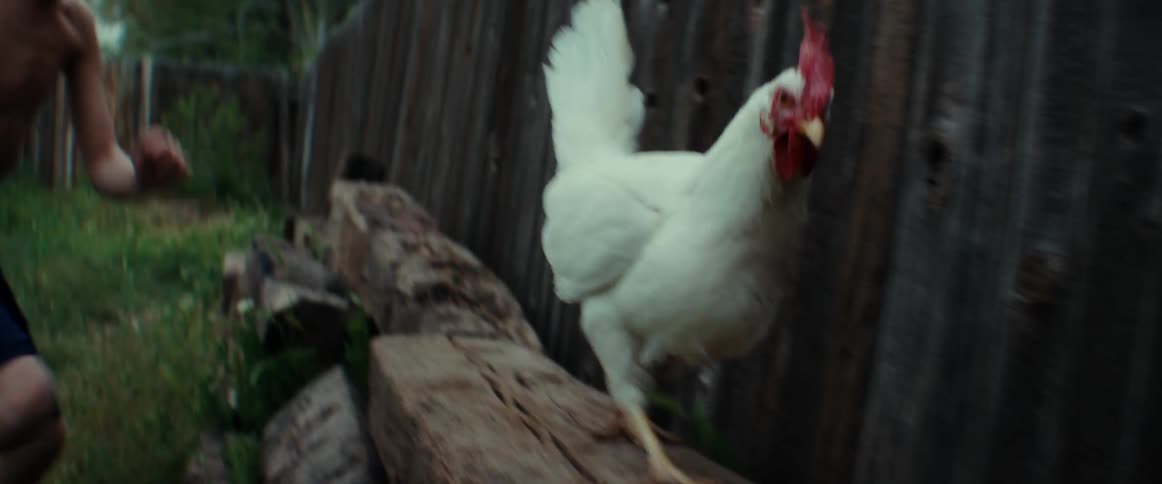 A person chasing a chicken