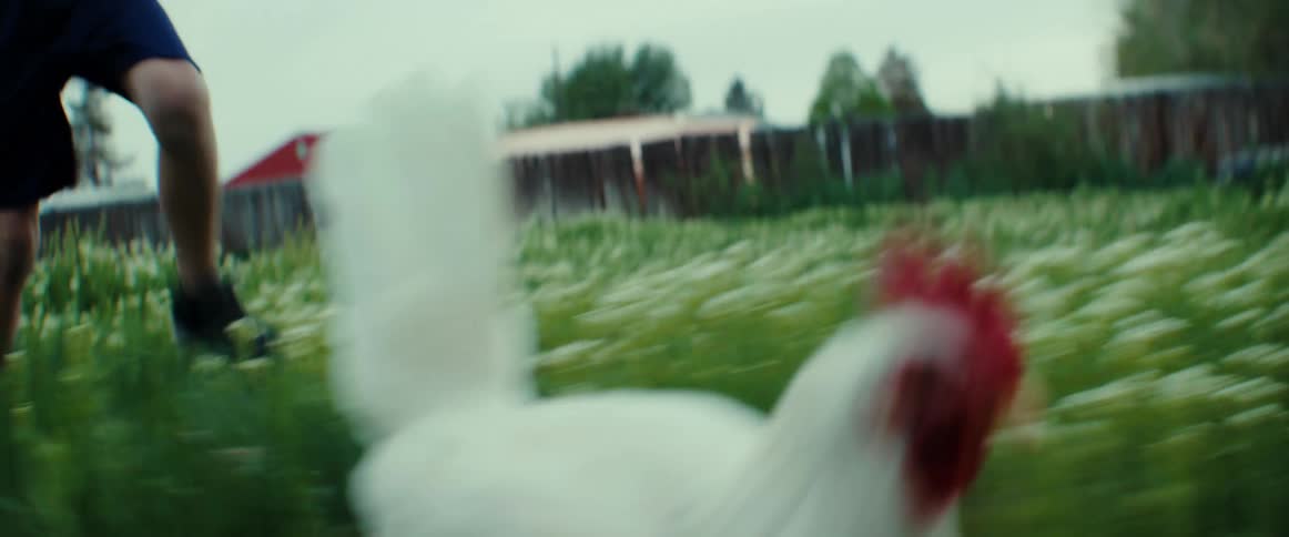 A boy chases and tries to catch a white chicken running through the grass