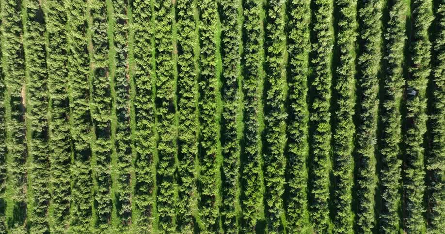 Birds eye view across dense rows of mature fruit trees growing in an organic orchard