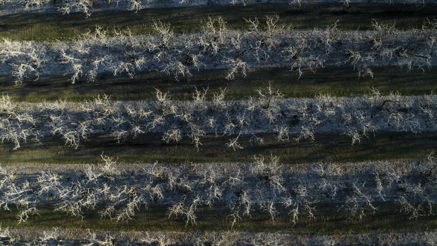 Traverse above parallel rows of bare and clay covered apple trees at the start of growing season