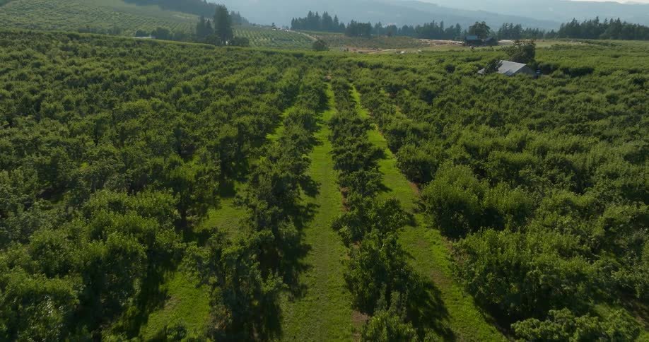 Ascending over rows of fruit trees growing in an organic orchard