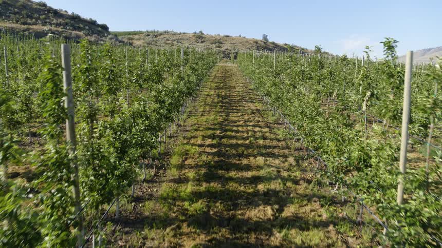 Pullback reveal between vines growing on a trellis