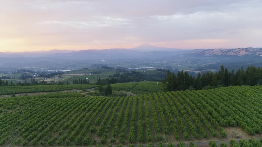 Rows of fruit trees grow on a hillside with mountains in the distance under a painted sky