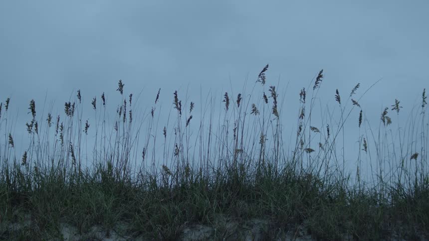 Tall stalks of grass sway in the wind under a cloudy evening sky