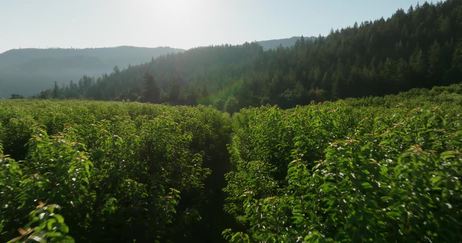Beautiful cherry trees grow in a lush green orchard along mountain foothills