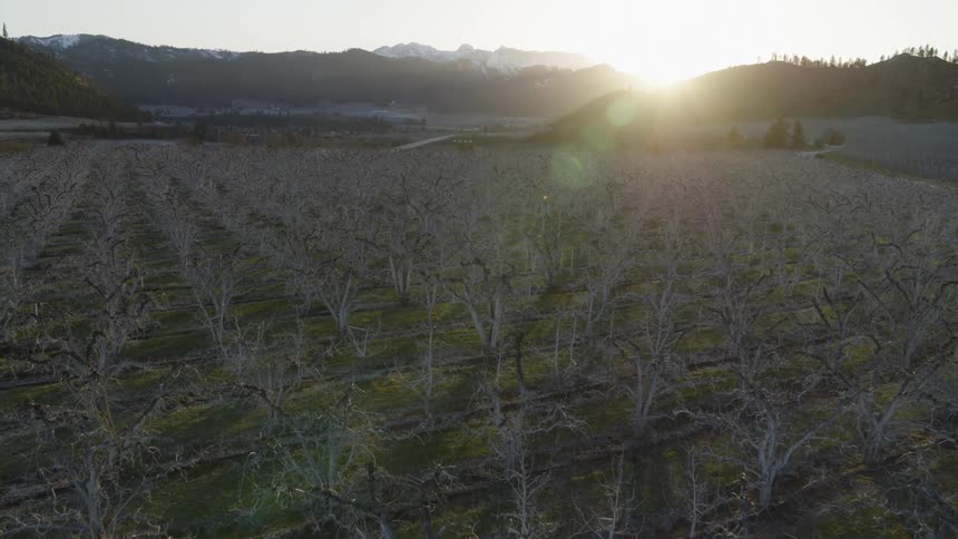 Dormant apple trees are covered with clay at the start of the growing season