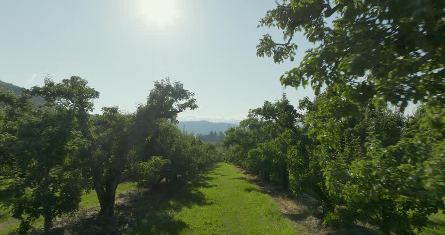 Flying low between rows of pear trees with mountains in the distance