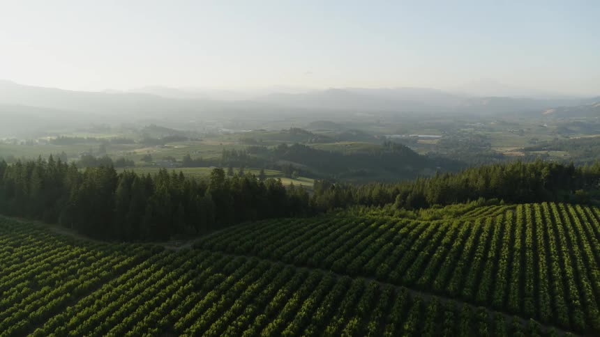 Early morning sunlight rakes across rows of organic fruit trees growing above a lush green valley