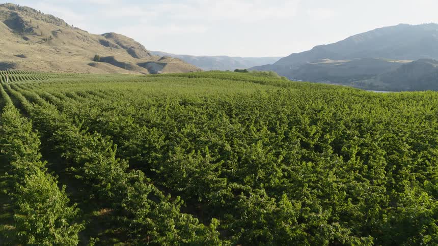 Slow push over rows of green fruit trees growing on a beautiful mountainside orchard