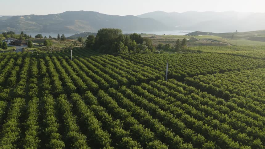 Fruit trees grow atop a beautiful mountainside orchard
