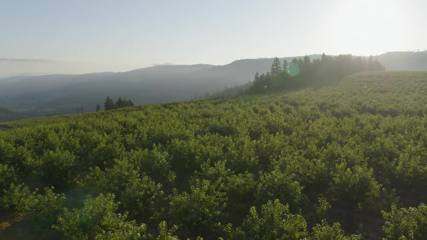 Warm sunlight bathes an orchard of organic fruit trees growing on fertile rolling hills