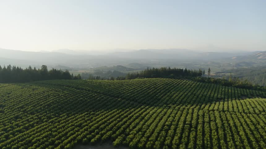 Lush green crops growing in rows on a hillside