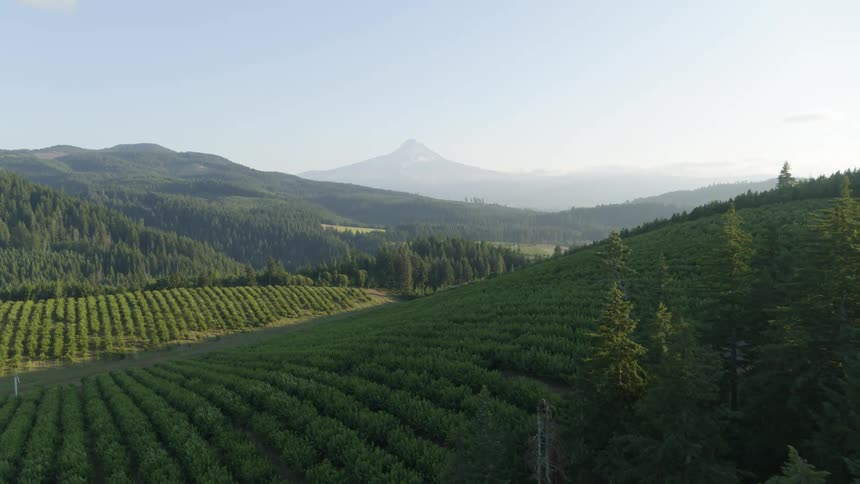 Rows of crops cover rolling hills bordering forest lands with a tall mountain peak on the horizon