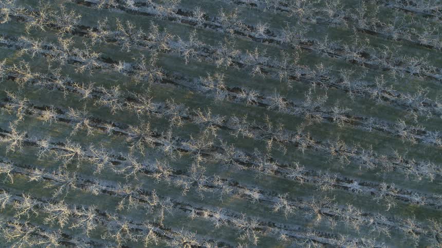 Top down descending twist over rows of fruit trees kissed with morning sunlight