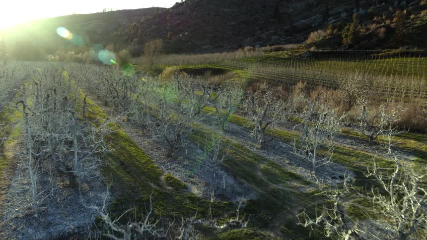 Sunlight shines on organic apple trees sprayed with Kaolin clay
