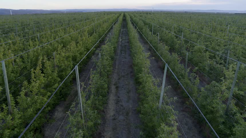 Skimming above a row of organic hops at first light