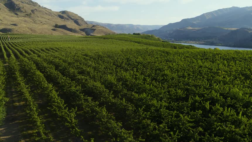 Rows of beautiful fruit trees grow atop a plateau in the countryside during the day