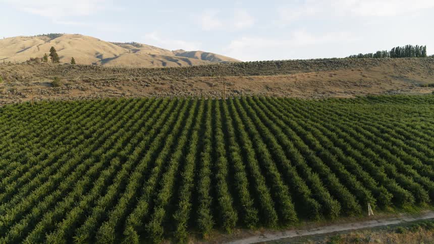 Looking down the rows of a small orchard growing along arid rolling hills