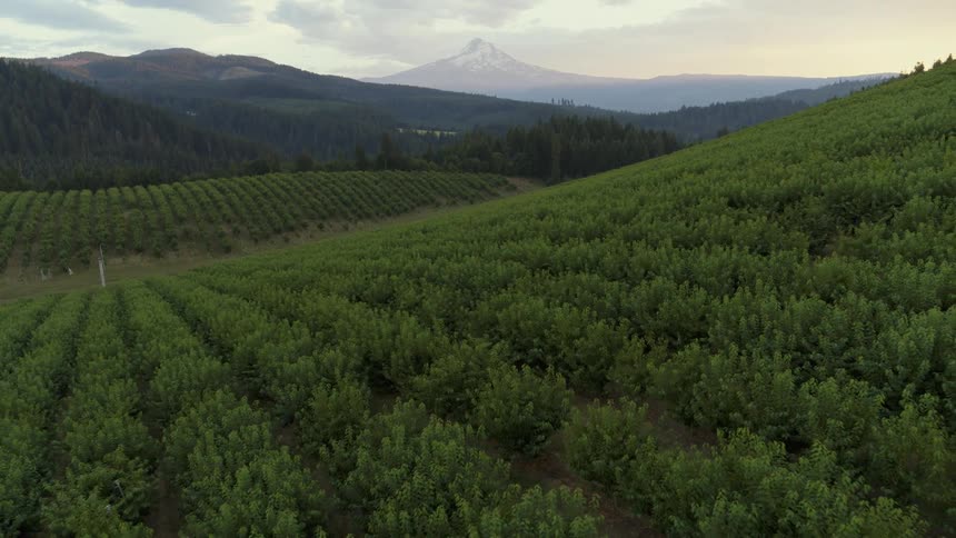 Cherry trees flourish along the rolling hills of beautiful farmland