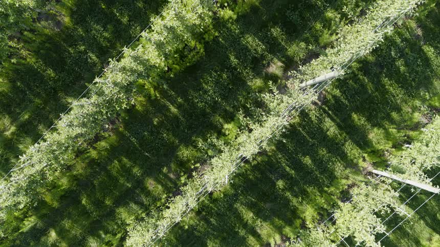 Morning light fliters between rows of lush green fruit vines