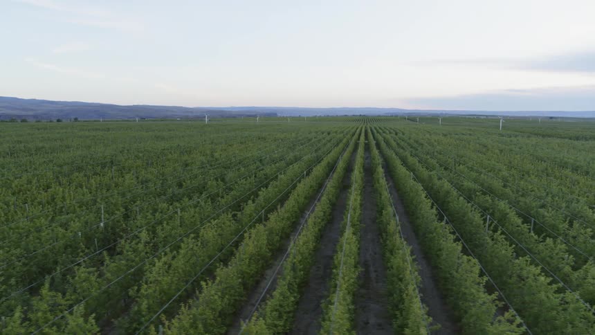Low traverse over the endless rows of an enormous hops field