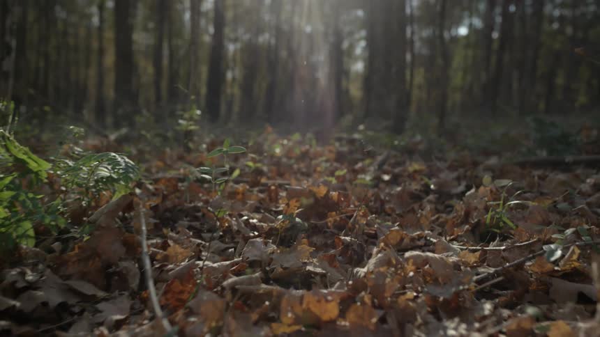 Sunlight streaming through forest trees and falling on dead leaves
