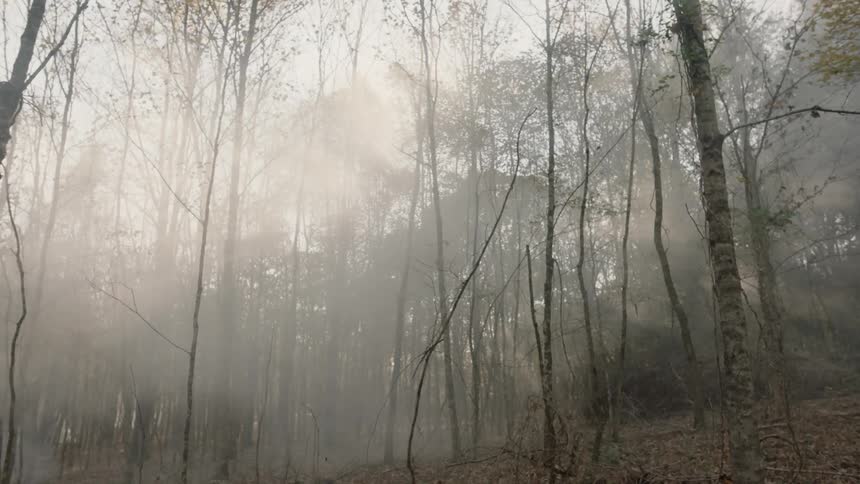 A hazy forest of thin trees