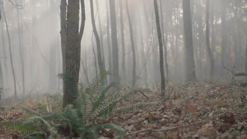 Leaves cover the ground of this foggy forest