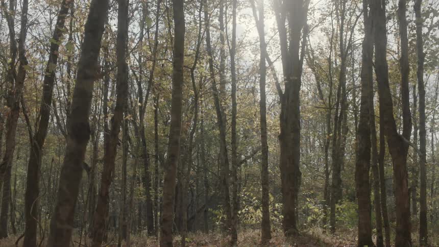 The sun is shining on a forest