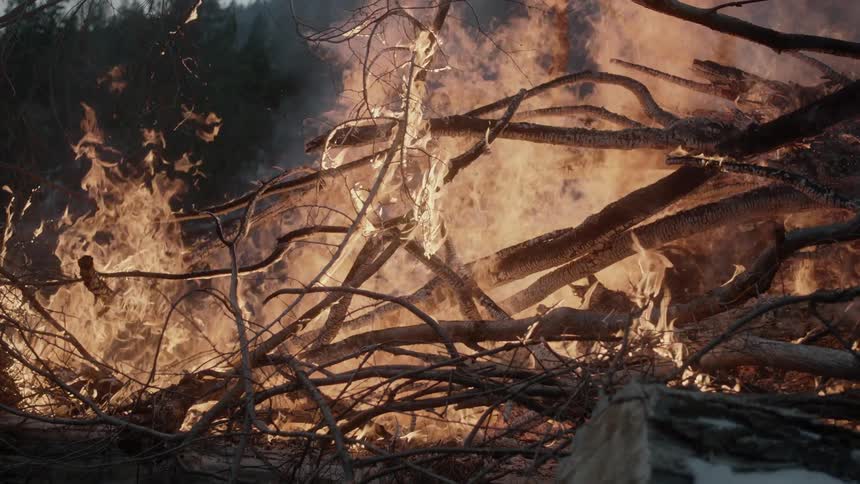 Fire rising from a pile of tree limbs