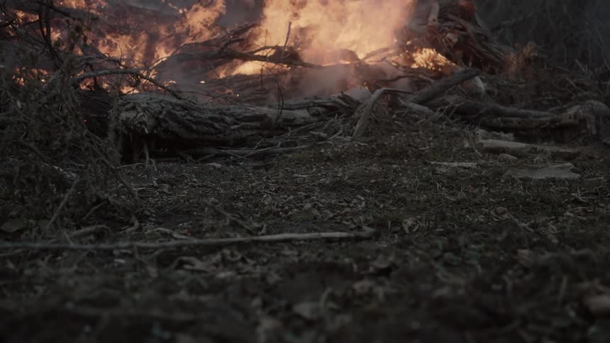 A pile of tree branches burning in a forest