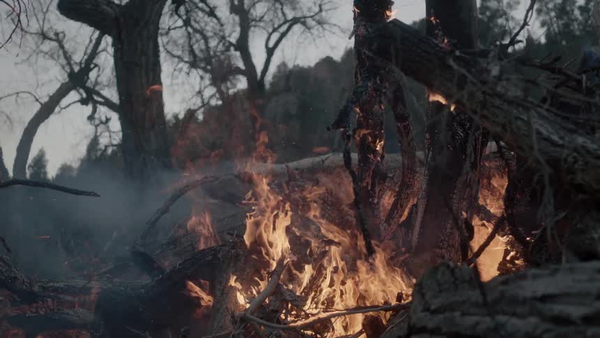 Fire is burning trees to ash on a cloudy day