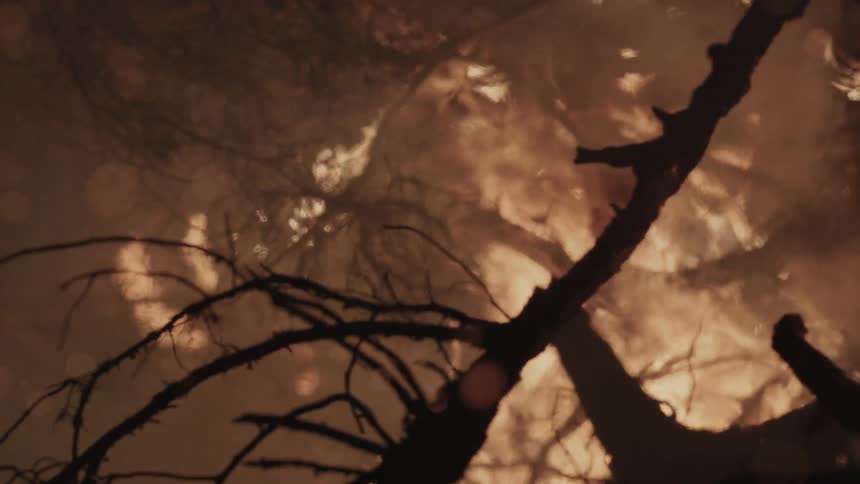 Fire is burning these trees at night