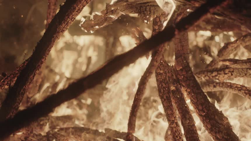 Branches being consumed by fire