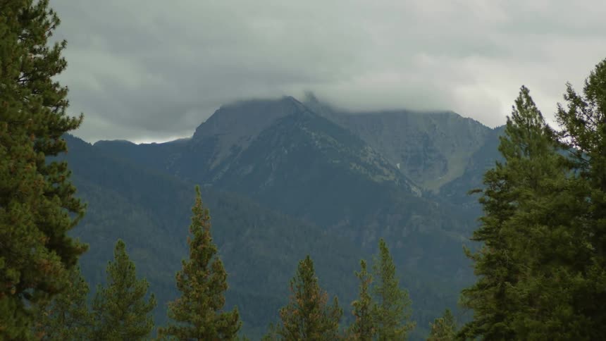 Low lying clouds flow over mountains as nearby conifer wave in breeze