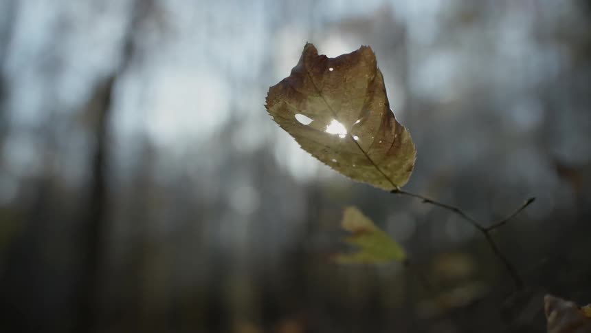 A leaf with holes shaking in the breeze