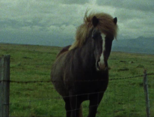 Dark horse with brown mane stands next to wire fences in pasture