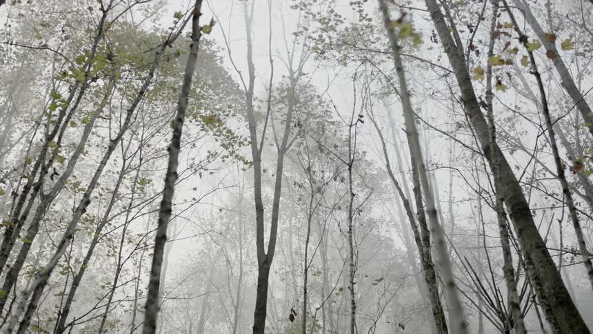Trees line the forest on a foggy day