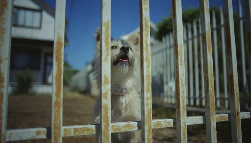 A dog stands at the fence in a yard and barks