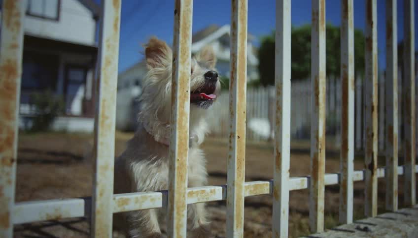 A dog in a front yard wags its tail and barks and jumps at the fence