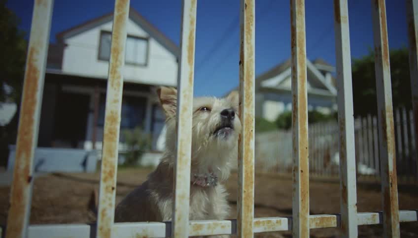 A dog stands at a fence in a front yard and pants and barks