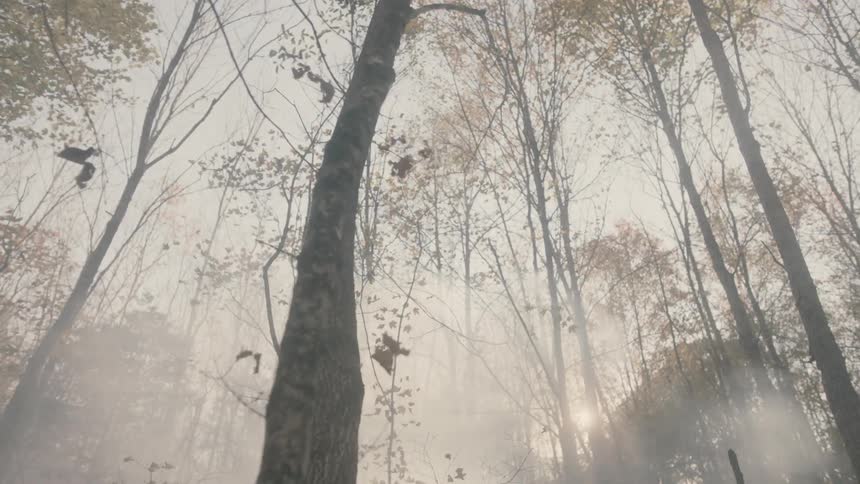 The sun shining through trees in a forest